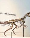 Ceratosaurus skeleton auctioned for $30mn at Sotheby's34