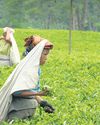 FSSAI warns food firms against labelling herbal infusions as 'tea'12