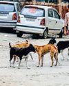 SC may ask states to pay hefty compensation for dog bites40