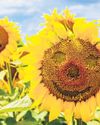 The language of flower emojis2