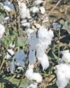 India takes on US, EU on cotton at WTO8