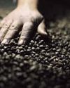 A fillip for agri, processed food exports31