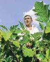Farms to see diesel, power use spike for kharif irrigation Farms to see diesel, power use spike for kharif irrigation25