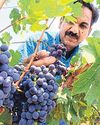 As FTA talks gather pace, NZ to allow import of Indian grapes As FTA talks gather pace, NZ to allow import of Indian grapes11