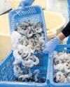 Shrimp exporters eye value-addition, expand offerings Shrimp exporters eye value-addition, expand offerings9