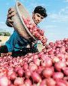 ‘Onion buffer plan curbs price swings’ ‘Onion buffer plan curbs price swings’7
