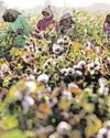 Farmers on returns hunt turn to rice, maize as cotton fades18
