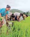Summer sowing of rice, maize down; pulses sees uptick35