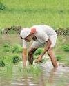 Farmers brace for fat diesel, power bills for irrigation1