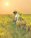 Indian rice exports helped cool global prices, says WTO17