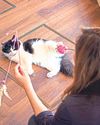 When pets gain weight1