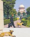 From streets to surgery rooms, govt crafts a fix for India’s stray dog crisis38