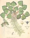 The unseen hands behind India's rich botanical history6