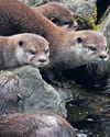 Give otters their riverbanks with sand and grass1