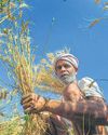 A bitter harvest for wheat as war pops export dreams8