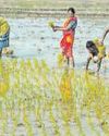 Shrimp, seafood, agri exports set to lose price advantage Shrimp, seafood, agri exports set to lose price advantage