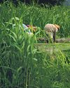 Farm scheme to open wider for agritech cos0