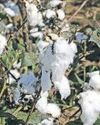 India takes on US, EU on cotton at WTO5