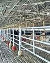 Cheaper US feed, fatter margins: IDA chief backs imports deal Cheaper US feed, fatter margins: IDA chief backs imports deal5
