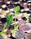 Mint Kolkata