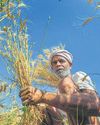 A bitter harvest for wheat as war pops export dreams8