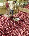 Govt draws up plan to check onion prices Govt draws up plan to check onion prices6