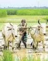 IMD's block-level monsoon forecast to plan sowing better IMD's block-level monsoon forecast to plan sowing better7