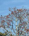How the ibis has learned to thrive in urban areas How the ibis has learned to thrive in urban areas1