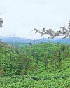 A rainy retreat in the rolling hills of tea countryside