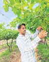 HOW NASHIK BECAME INDIA'S GRAPE CAPITAL