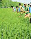 Cooperative federalism can revive farm reforms