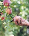 Apple seeds of discord: Farmers mustn't be trapped in a trade war