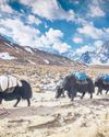 The last yak herders of the Mustang Valley