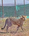 India plans to import 20 more cheetahs, 2 elephants