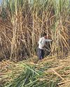 Weather woes could crush sugar production hopes