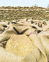 Cold wave in North India to boost wheat, mustard crops