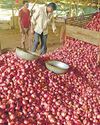 Govt plans many onion stocking centres