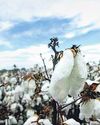 'Child labour used in cotton plants'