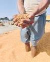 Govt targets tur buffer of 1 mt7