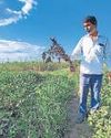 Centre, industry clash over soybean yield; prices to hold25
