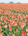 Head to Lisse for tulips without the crowds Head to Lisse for tulips without the crowds