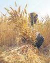 Govt's wheat purchase tops 3 mt Govt's wheat purchase tops 3 mt