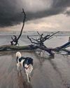 Goa, Isolation and the Company of Dogs Goa, Isolation and the Company of Dogs