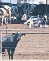 India resists US push to open its dairy market India resists US push to open its dairy market