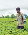 India Wants Brazil's Farm Tech to Grow More From Less Land India Wants Brazil's Farm Tech to Grow More From Less Land
