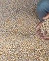 Surge in summer sowing offers more cushion against food inflation Surge in summer sowing offers more cushion against food inflation