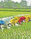 Low yields, slow uptake to test India's green rice plans Low yields, slow uptake to test India's green rice plans26