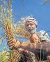 Wheat procurement surges, giving govt breathing room on grain aid5