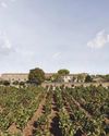 How a Mumbai Architect Rebuilt a Vineyard in France's Rhône Valley19