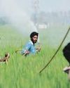 Haryana May Ban 11 Basmati Pesticides8